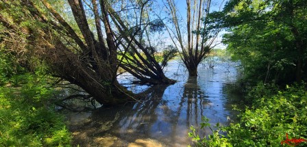 arbre inonde