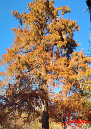 arbre jaune detail