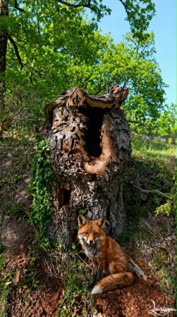 renard