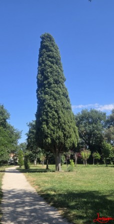 pin