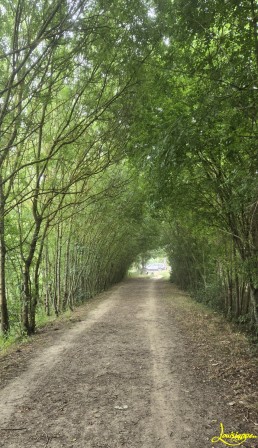 allee