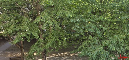 rideau arbre