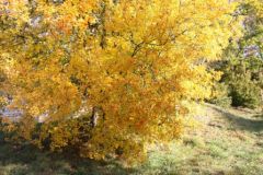 arbre_jaune.jpg