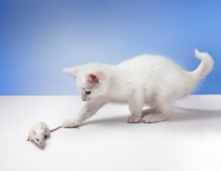Playful kitten catches a mouse.jpg