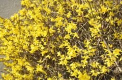 forsythia.jpg