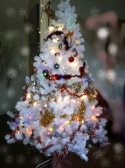 Sapin_blanc.jpg