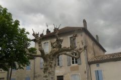 Arbre_mort__3_.jpg