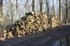 foret011.jpg
