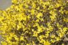 forsythia.jpg