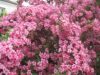 mai_fleurs_003.JPG