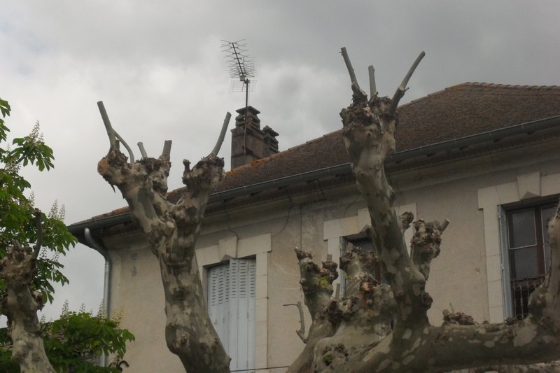 Arbre_mort__4_.jpg